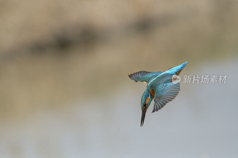 翠鸟潜水(Alcedo atthis)